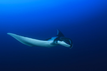 Manta Ray underwater in ocean