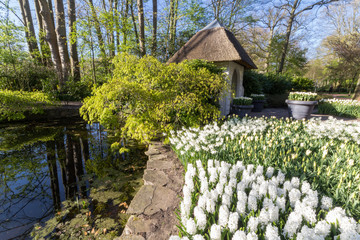 Keukenhof tulipe garden in Netherlands during spring April 2016
