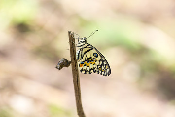 butterfly  sex