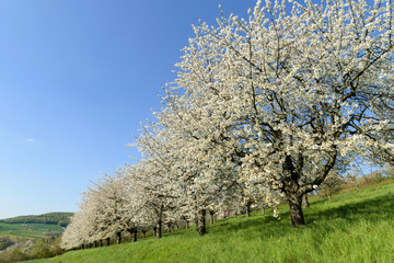 Fototapeta premium Kirschblüte an der Werra