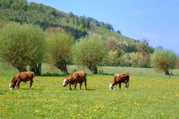 Fototapeta na wymiar Frühlingswiese mit Kühen