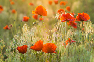 Poppies field-flowers