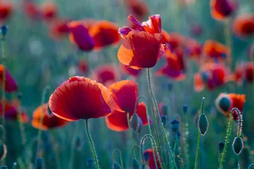 Crédence de cuisine en verre imprimé Coquelicots Fleurs des champs de coquelicots