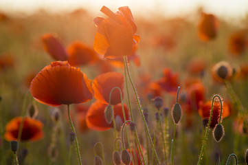 Poppies field-flowers