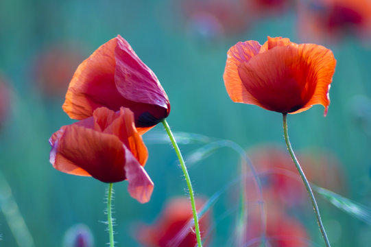 Fototapeta Poppies field-flowers