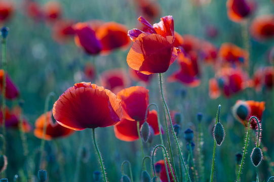 Poppies field-flowers