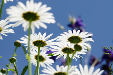 Margeriten von unten