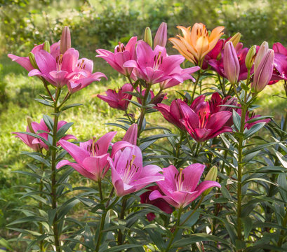 Flowerbed with oriental  lily
