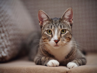 Portrait of a striped cat with white paws
