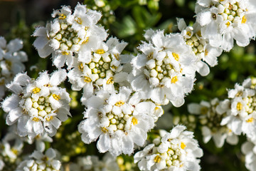 weiße Schleifenblume