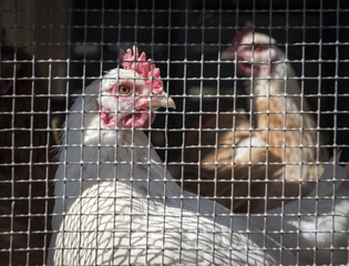 Chickens in a Coop: A pair of chickens lit by the sun looking out of their coop or henhouse in the Hudson Valley of New York © brandtbolding