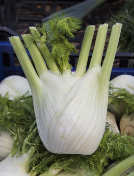 Large Fennel Bulb: A large interestingly shaped bulb of Fennel in a farmers market in Como, Italy