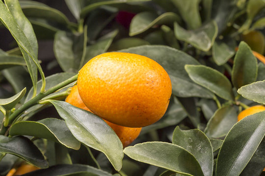Orange Kumquat Close Up