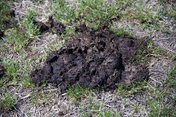 Naklejka na ściany i meble Horse droppings on the grass in the meadow. Pile of fresh horse