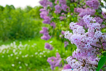 Branch of lilac on the green background