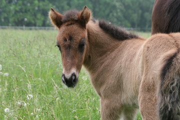 Islandpferdfohlen Braunfalbe