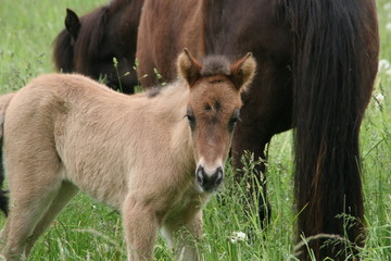 Islandpferdfohlen Braunfalbe