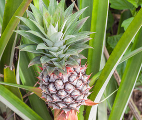 Pineapple tropical fruit in a farm