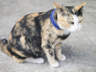 cat sitting on pavement.