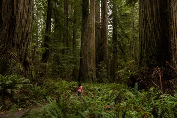 Fotobehang Forest of Redwood © sungchoi