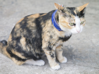 cat sitting on pavement.