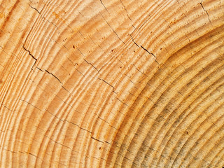 Naklejka premium Świeże drewniane kołki