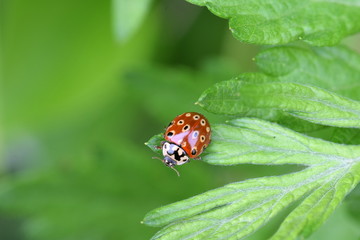 Ladybird beetles　（Anatis halonis）