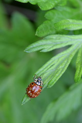 Ladybird beetles　（Anatis halonis）