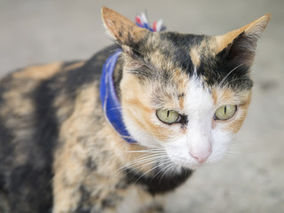cat sitting on pavement.