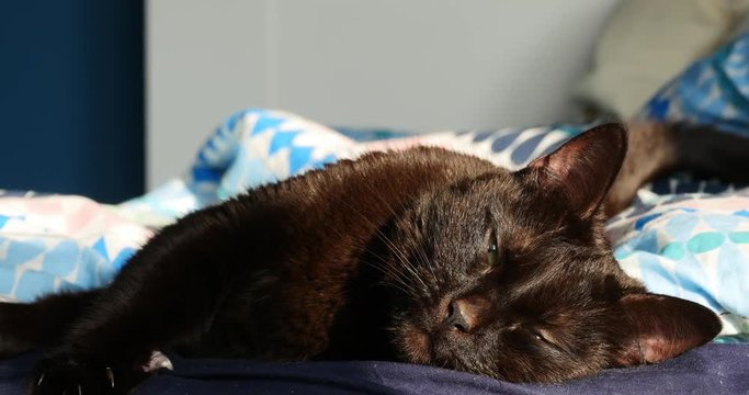 Cute sleeping black brown cat