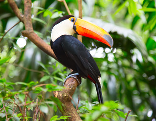 Colorful tucan