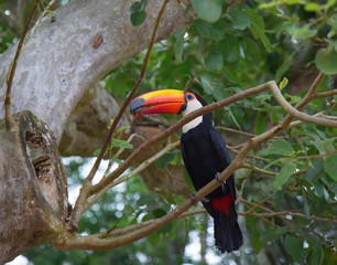 Colorful tucan