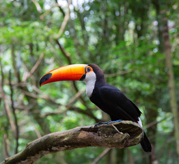 Colorful tucan