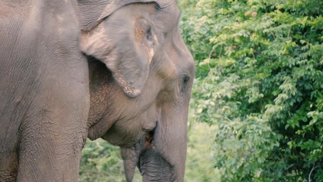 wild old elephant chewing