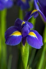 Printed kitchen splashbacks Iris flower - closeup