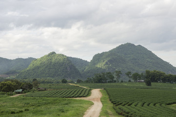 Obraz premium tea plantation and tea garden