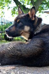 German Shepherd dog with sad eyes.