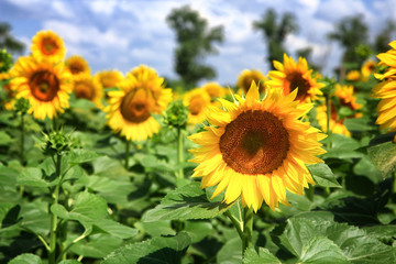 Sunflowers field