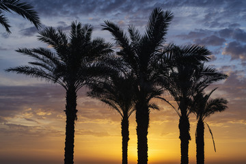 Obraz premium Mill beach palms
