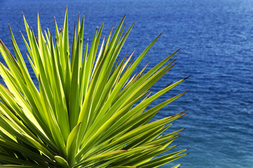 Tropical plants on southern coast of Madeira island, Portugal, Europe