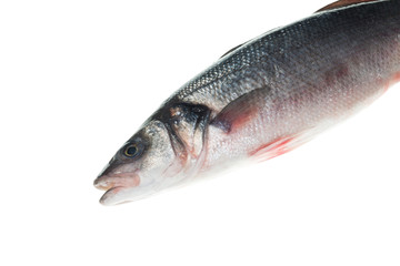 Frozen seabass Dicentrarchus labrax isolated on white background