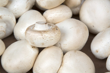 Fototapeta na wymiar White Button Mushroom