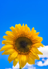 Sonnenblume Blüte Hintergrund Himmel mit Textfreiraum