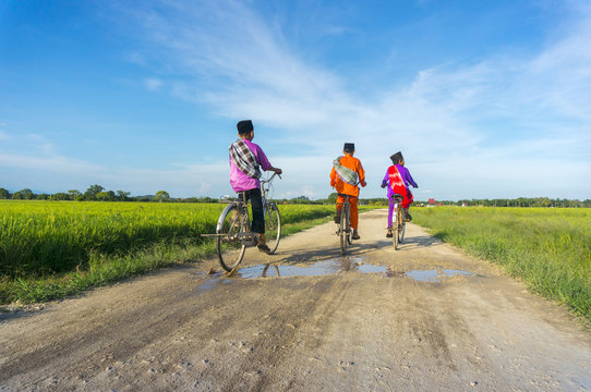 Three Boy Cycling In Paddy Field