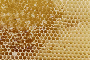 beekeeping: honeycomb
