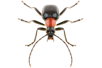 Long-horned beetle Dinoptera collaris isolated on white background, head-on view.