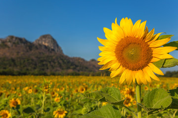 Sunflower field with a background mountain