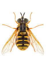 Hoverfly Syrphidae Chrysotoxum festivum isolated on white background, dorsal view.