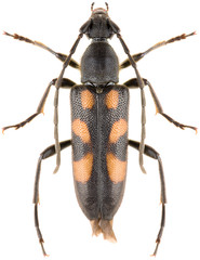 Long-horned beetle Anoplodera sexguttata isolated on white background, dorsal view.