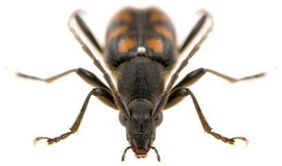 Long-horned beetle Anoplodera sexguttata isolated on white background, front view.